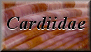 Cardiidae