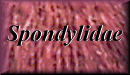 Spondylidae