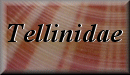 Tellinidae