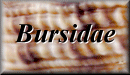 Bursidae