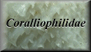 Coralliophilidae