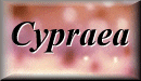 Cypraeidae
