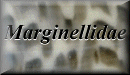 Marginellidae