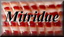 Mitridae