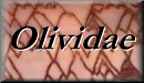 Olividae