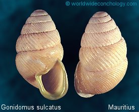 Gonidomus sulcatus - Mauritius