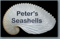 Peter's Seashells
