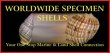 Worldwide Specimen Shells