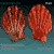 Lyropecten corallinoides