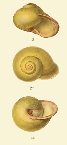 Calocochlia chrysochila