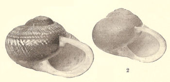 Calocochlia chrysochila