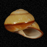 Calocochlia trisculpta
