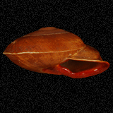Calocochlia pyrostoma
