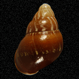 Chrysallis fischeri
