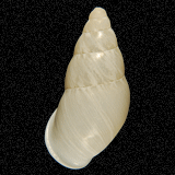 Chrysallis calamianica
