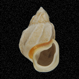 Auris bilabiata
