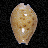 Cypraea marginalis [melocellata]
