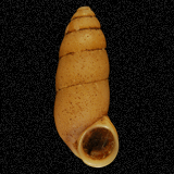 Megalomastoma croceum

