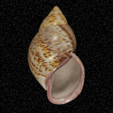 Porphyrobaphe iostoma
