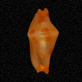 Rotaovula septemmacula

