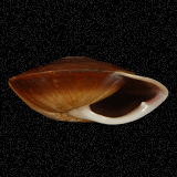 Pleurodonte patina
