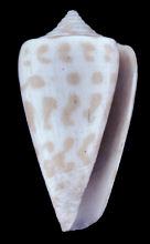 Conus spurius arubaensis type