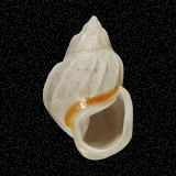 Auris bilabiata

